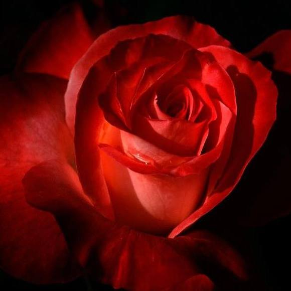 Meet your Posher, Johanna - Picture 1 of 1